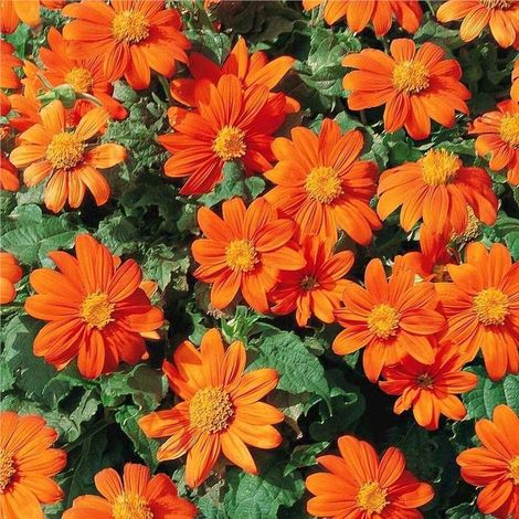 Graines de tournesol mexicain (Tithonia rotundifolia) rouge – Lot de 100 graines, variété à pollinisation ouverte, fleurs annuelles pour jardin, massif, pot et jardin à papillons (1/5)