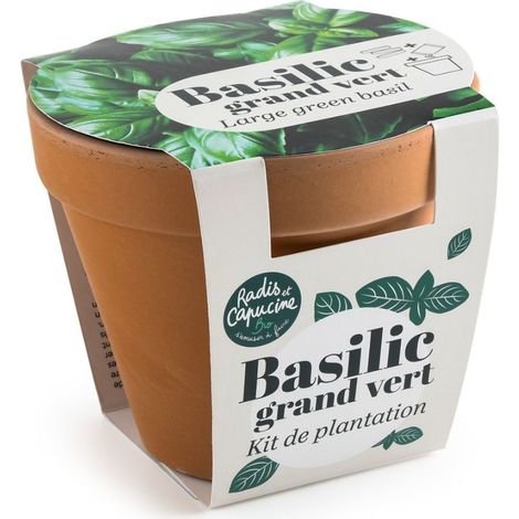 Pot en terre cuite antique - Basilic grand vert bio (1/3)