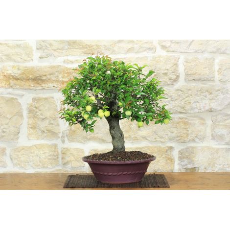 Bonsai di Mirabolano - Prugno Selvatico (175) (1/5)