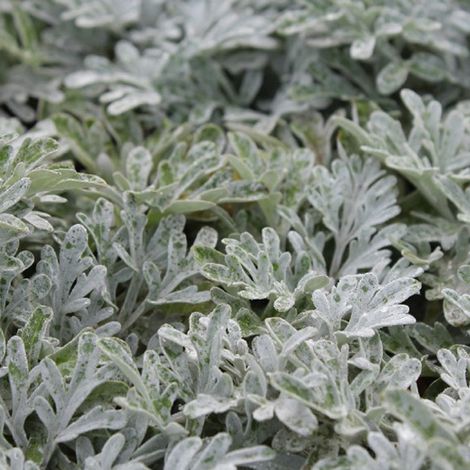 4 x Armoise à feuilles de Cinéraire 'Boughton Silver' - godet