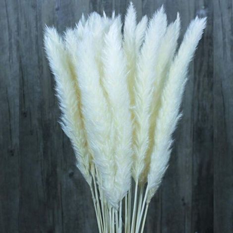 30/60 Pcs Herbe De Pampa De Fleurs Séchées Naturelles, Bouquet De Fleurs De Mariage, Bouquet De Phragmites Communis Pour Arrangements Floraux Décor À La Maison (Blanc, 30pcs) (1/5)