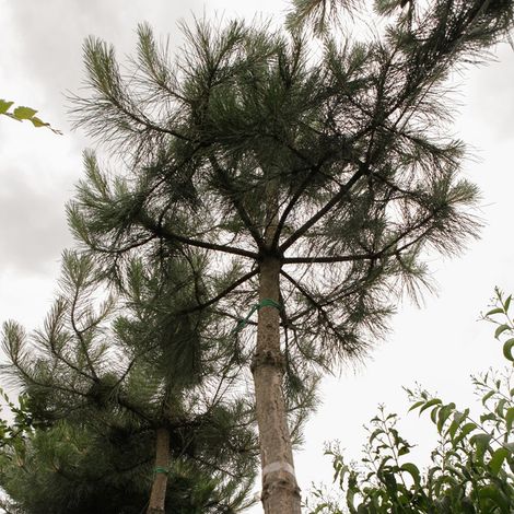 Pin noir d'Autriche - Pinus nigra nigra en pot de 2L/3L
