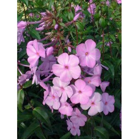 Phlox maculé 'Alpha' Godet de 8/9 cm (1/3)