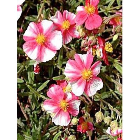 Hélianthème 'Raspberry Ripple' Godet de 8/9 cm (1/2)