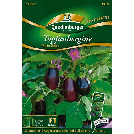 Quedlinburger Saatgut – Aubergine en pot « Patio Baby » – Mini-aubergine, graines de légumes, hauteur env. 50 cm (1/2)