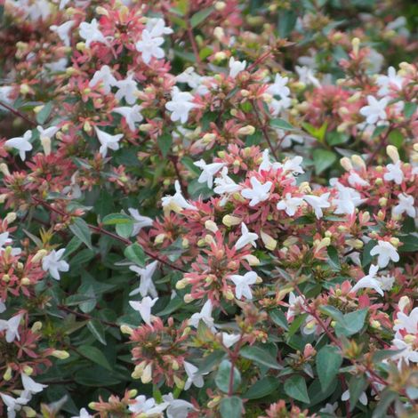 Abelia Sherwood, Abélia à grandes fleurs/Pot de 3L - 20/40 cm
