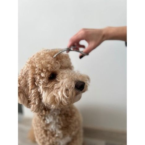 Purlov 23186 tijeras de peluquería canina