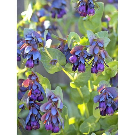 Mélinet 'Purpurescens' le sachet de 30 graines (1,5g) (1/2)