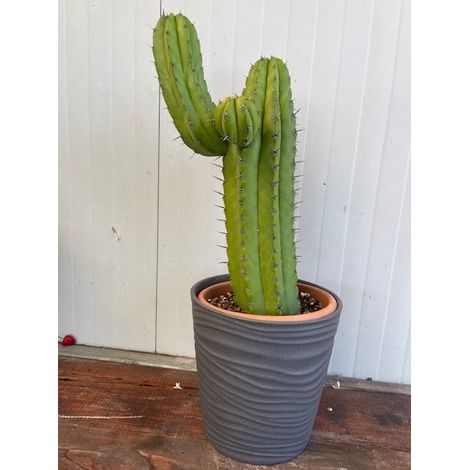Pianta Grassa Polaskia chichipe Cereus chichipe foto reali H 60cm