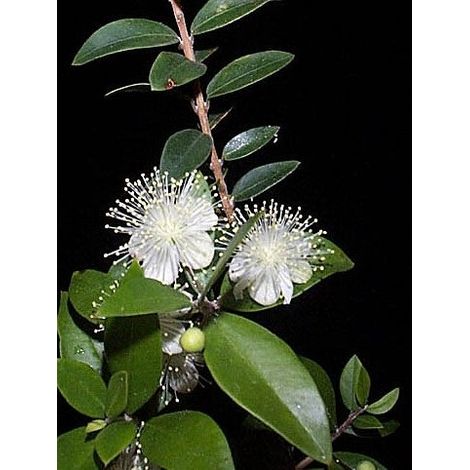 Semillas de Myrtus Communis. Mirto. 10 Gramos