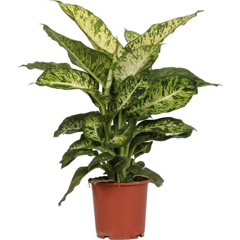 Dieffenbachia Mars Plante d'Intérieur Tropicale Feuillage Panaché Pot Ø17 cm Hauteur 50-60 cm - PANGIVO (1/4)