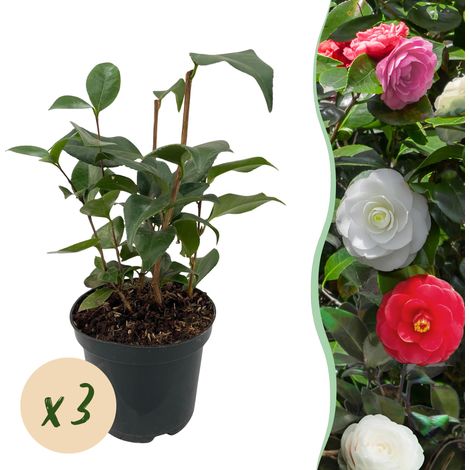 Camélia du Japon Tricolore Lot de 3 Arbustes Fleurs Roses Blanches Rouges Persistant Pot 15cm 30cm - PANGIVO (1/5)