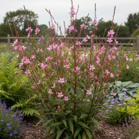 Gaura Tutti Frutti/Lot de 5 godets