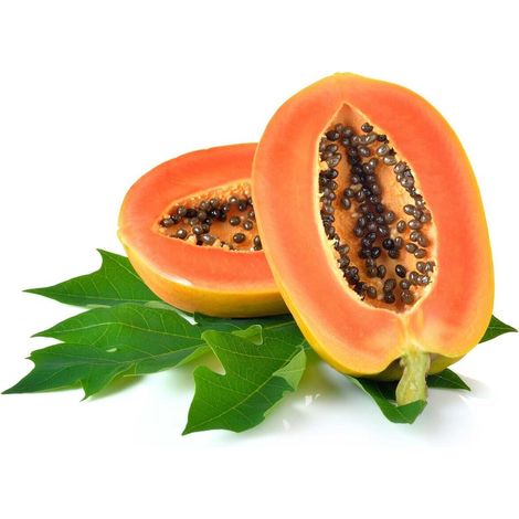 pianta di Carica papaya