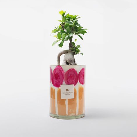 Bonsai Ficus Ginseng in vaso vetro decorato a mano Le Rose H 15 - Arancione