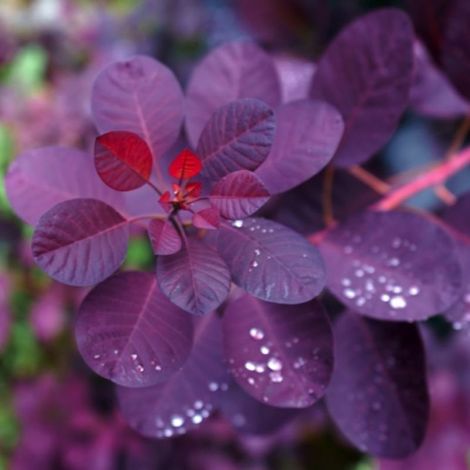 Pépinières Naudet – Arbre à perruques 'Royal Purple' – Arbuste ornemental – Feuillage pourpre intense – Hauteur à maturité 3-5m – Résistant à la sécheresse