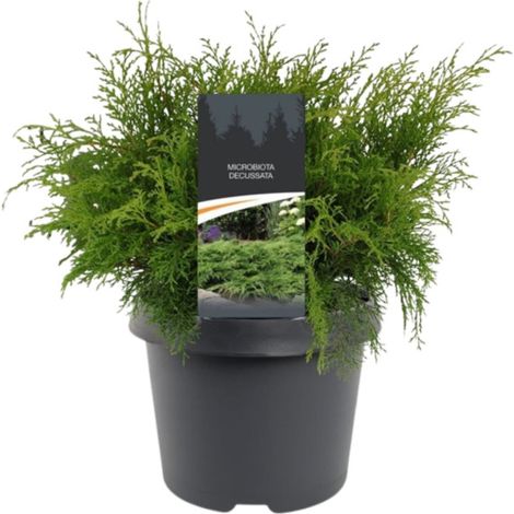Microbiote de Sibérie Pot 2L 30/40cm - Microbiota decussata (1/2)