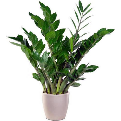 1 PIANTA DI ZAMIOCULCAS IN VASO 21CM DA INTERNO APPARTAMENTO (1/2)
