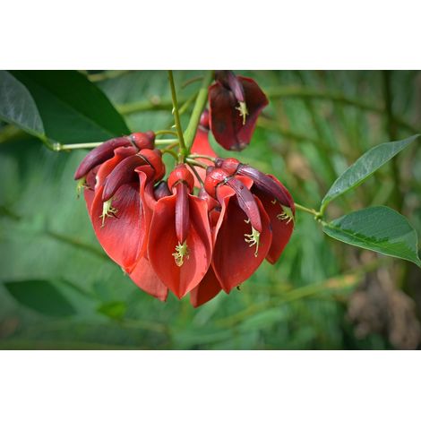 Semillas de Arbol de Chocho. Erythrina Corallodendron. 10 Gramos