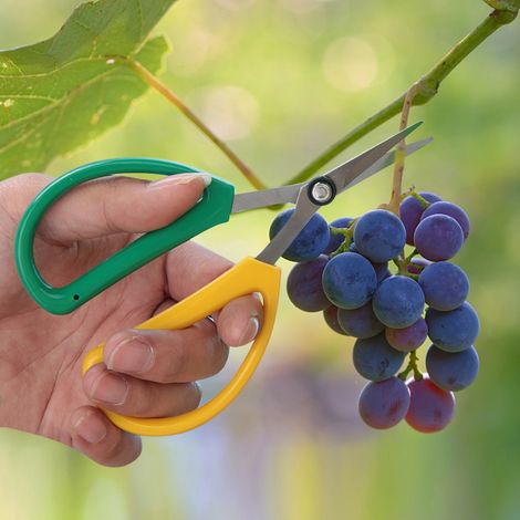 Ciseaux floraux en acier inoxydable, ciseaux de taille pour plantes, sécateur à main (1/5)