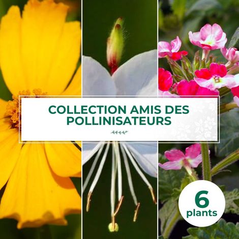 Collection de 6 vivaces amis des pollinisateurs (1/2)