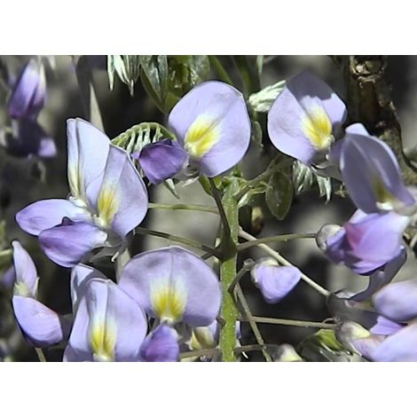 Wisteria floribunda ‘Issai-naga’ - GLICINE VIOLA Pianta Rampicante