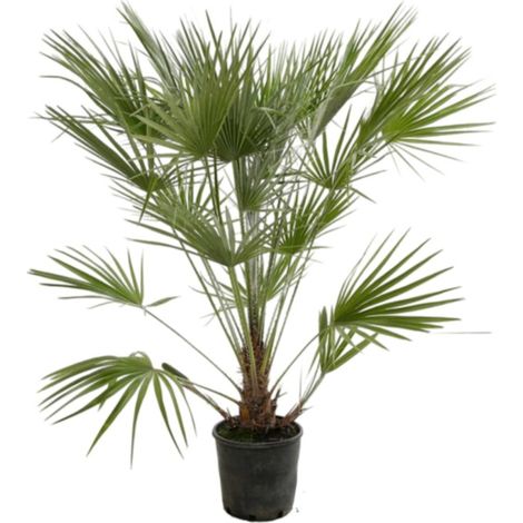 Palmier nain Chamaerops humilis Pot 7L