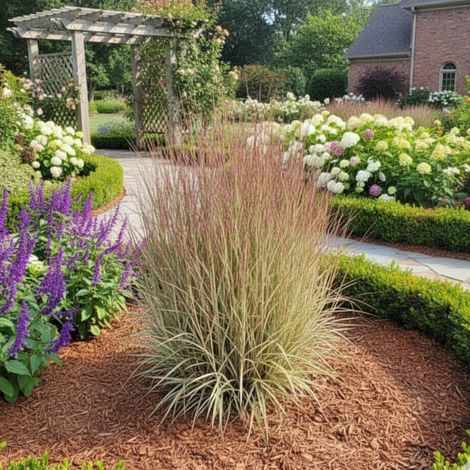 Schizachyrium scoparium/Lot de 5 godets