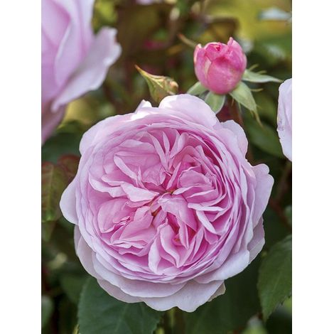 Rosier 'Olivia Rose Austin' Pot de 4L/5L (1/3)