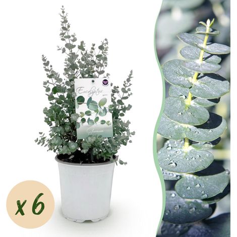Lot de 6 Eucalyptus gunnii, Arbre d'Eucalyptus Rustique, Pot 17cm, Hauteur 40cm, Gris Bleu-vert - PANGIVO (1/5)