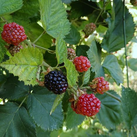Rubus fruticosus cv. "Loch Ness" - more senza spine - vaso quadro 9x9x13 cm (1/2)