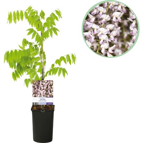 Glycine Wisteria floribunda Rosea - Plante Grimpante Fleurs Roses - Pot 11 cm - Hauteur 40 cm - PANGIVO (1/5)