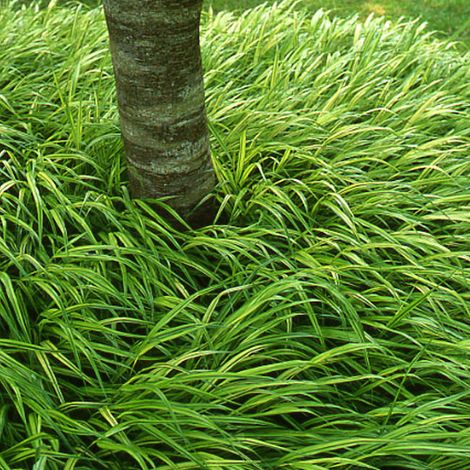 4 x Herbe du Japon - Hakonechloa macra  - godet 9x9 cm
