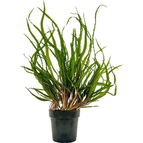 Mutterpflanze Aquariumpflanze Cryptocoryne Balansae Topf Nr.309B XL
