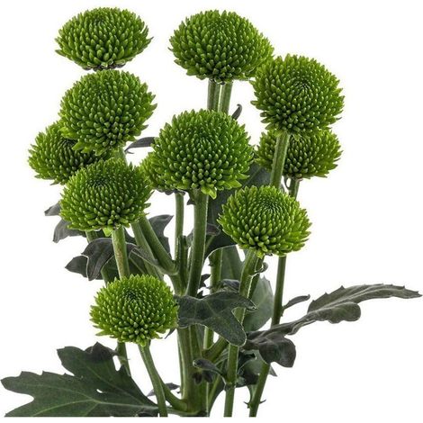 Margarita Crisantemo  Flor Natural  Crisantemo Boton Verde  Ramo de 5 tallos  70cm de alto (1/4)