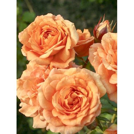 Rosier à fleurs groupées 'Bentheimer Gold Pot de 2L/3L (1/3)