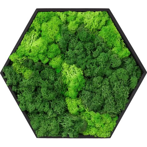 ECD Germany Moosbild Hexagon 38x34 cm, Mooswand Indoor mit echtem Islandmoos, Wanddeko mit Holzrahmen, Wandbild Sechseck 3D, Natürliche Optik, Pflegefrei, Einfaches Aufhängen, Moos Deko für Haus Büro (1/5)