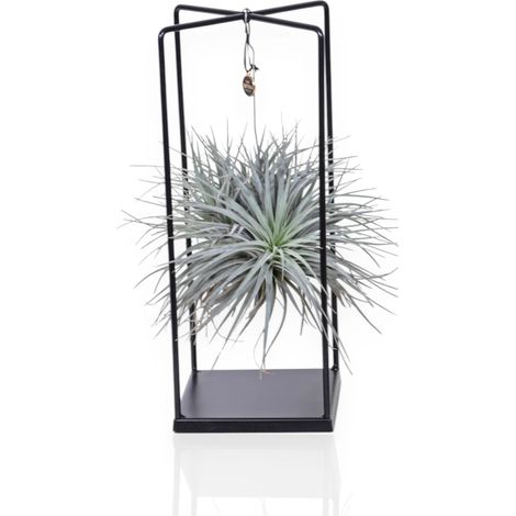 Gardenaria Tillandsia 'Cube' - Pianta da interno ornamentale - Altezza: 30 cm (vaso 17) (1/4)