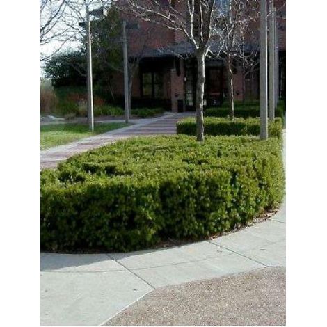 If 'Densiformis' Pot de 2L/3L