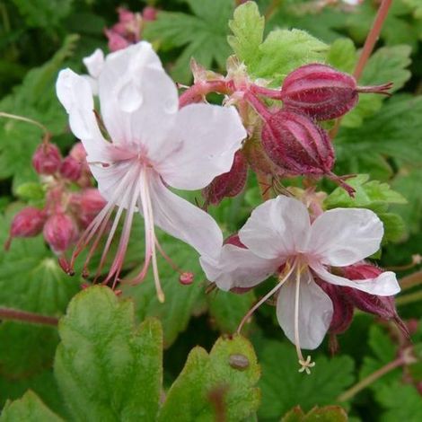 6 x Geranium Macrorrhizum 'Spessart' - Géranium couvre-sol persistant, pot de 9 x 9 cm (1/4)