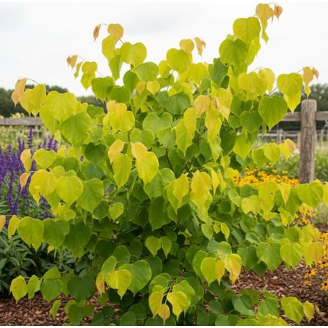 Cercis du Canada Hearts of Gold, Arbre de Judée, Gainier du Canada/Pot de 15L - Baliveau