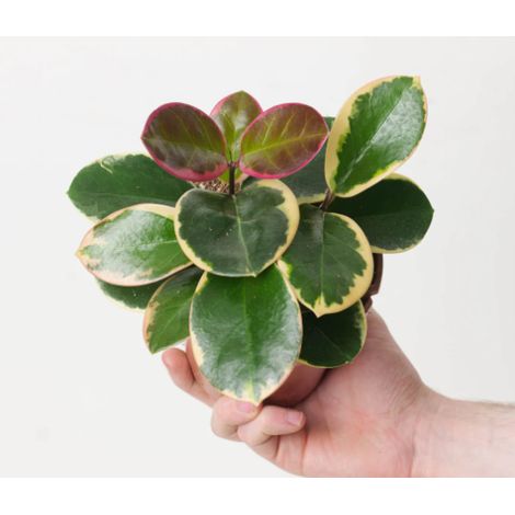 HOYA AUSTRALIS BLONDIE TOEF (1/3)