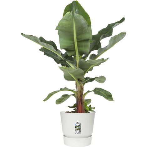 elho® Greenville Pflanzgefäß Weiß Ø 40 cm - Kunststoff