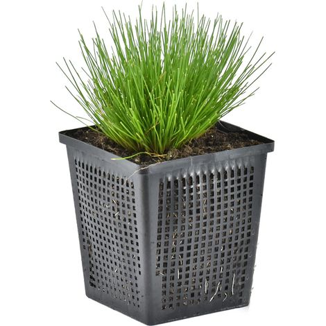 Bloomique - Scirpus Cernuus - Scirpe retombant - Plantes de bassin - Plantes aquatiques - Rustique - Hauteur 10-20 cm - Pot 11 cm