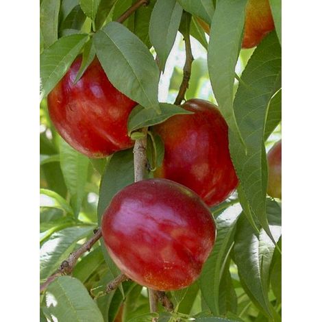 Nectarinier 'Flavor Top' Pot de 7,5L/10L, Demi-Tige