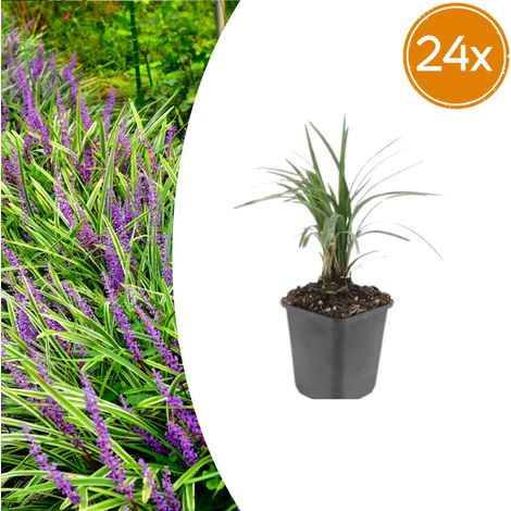 Lot de 24 Liriope muscari 'Moneymaker' Plante Couvre-sol Fleurs Violettes 10-25 cm Pot Ø 9 cm - PANGIVO (1/5)