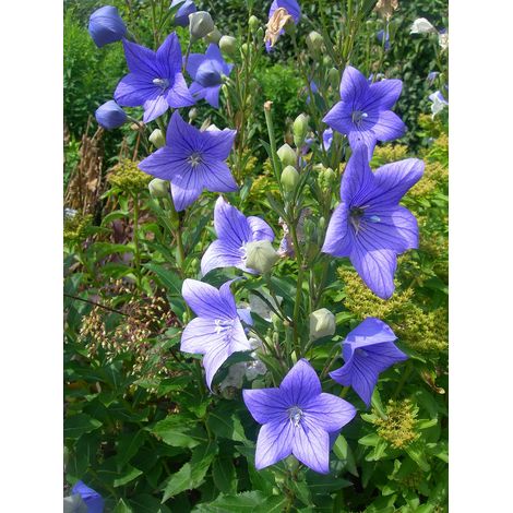 1 PIANTA DI PLATYCODON BLU CAMPANULA VASO 13CM PERENNE (1/2)