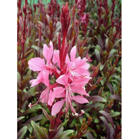 Gaura lindheimeri 'Blaze'® Pot de 2L/3L (1/2)