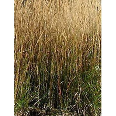 Calamagrostide 'Waldenbuch' Godet de 8/9 cm (1/2)