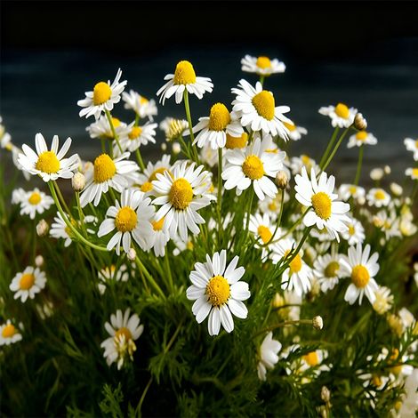 Lot de 2000 graines de camomille, Plante aromatique pour jardin et massif – Facile à cultiver